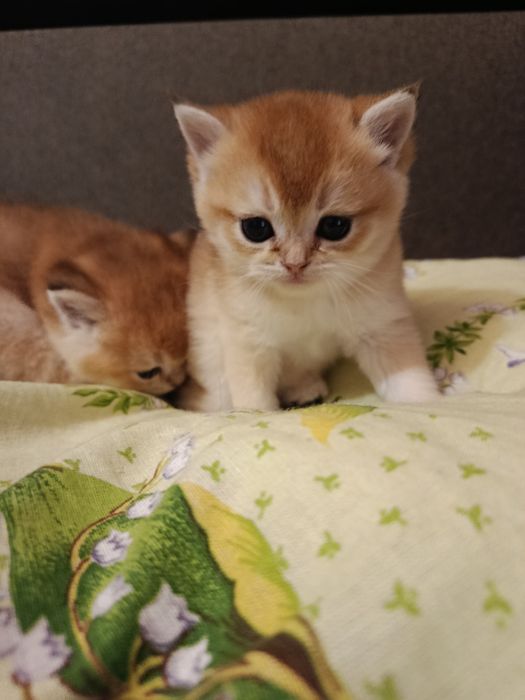 Котята Золотая шиншила