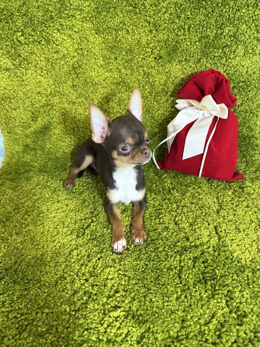 Міні хлопчик чихуахуа