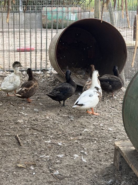 Patos call duck ou mignons
