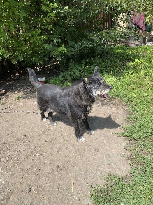 Стерилізована собака в добрі руки