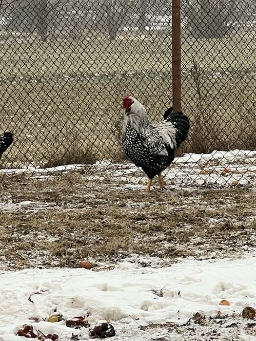 Koguty wyandotte olbrzymie