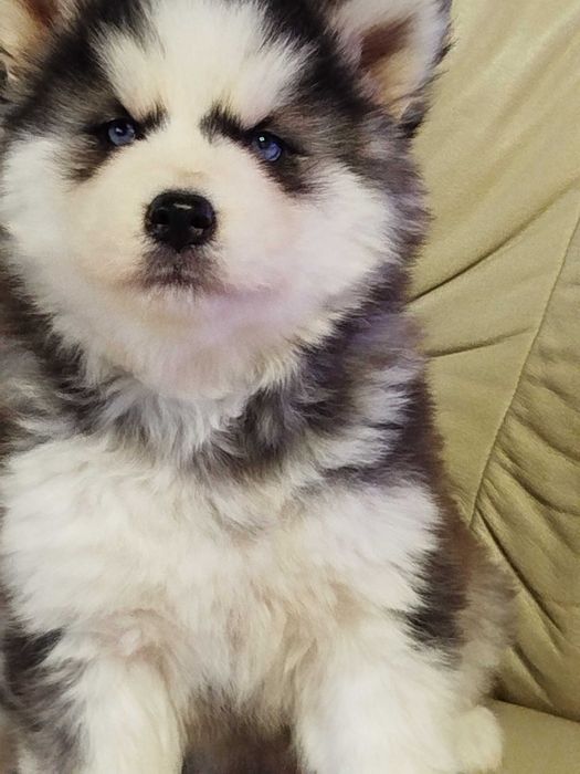 Siberian Husky suczka tel.-5.7.5.3.0.2.0.3.9.