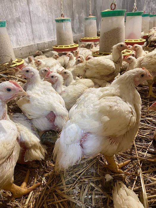 Продам домашній  бройлер живою вагою