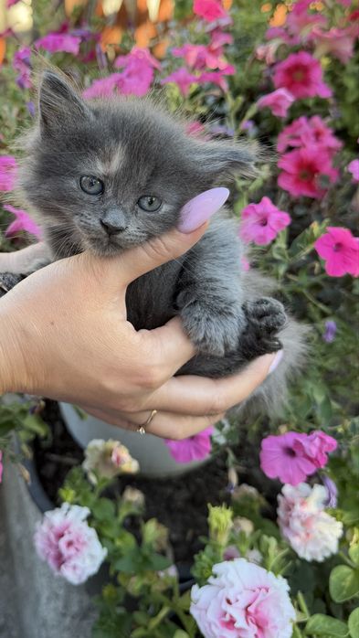 Кошенята (безкоштовно)