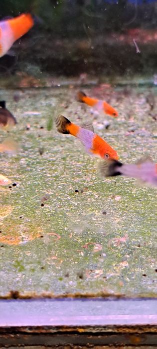 Mieczyki koi wagtail bardzo rzadkie