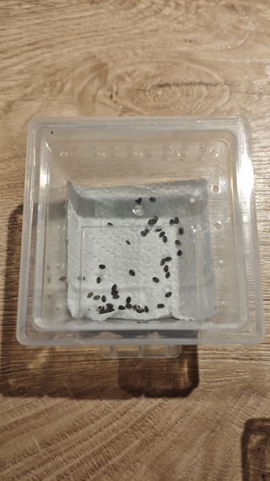 Patyczak rogaty jaja.