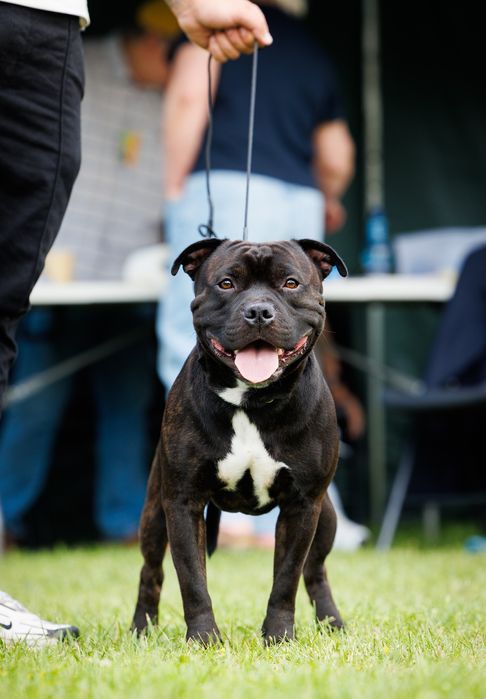 Staffordshire Bulterrier - Staffik - Reproduktor FCI