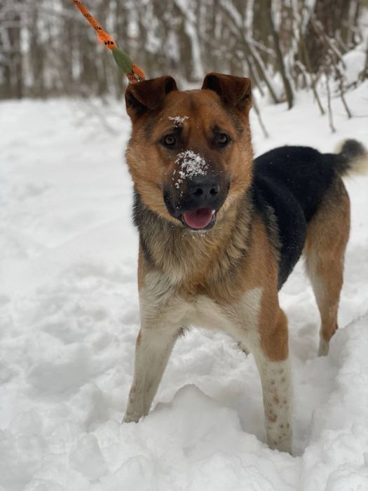 Шукаємо сімʼю для хорошого хлопчика