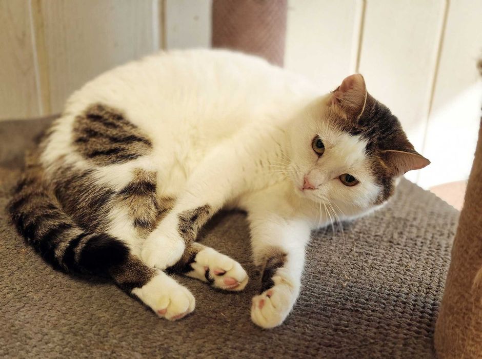 Брошка — ніжна киця 1,5 року - шукає дім  // кішка кошеня кіт