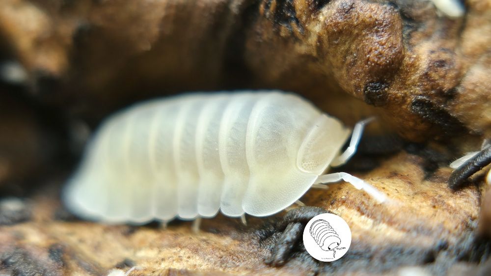 Isopody,  prosionki, Cubaris Murina Glacier