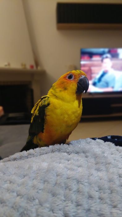 Aratinga do solstitialis