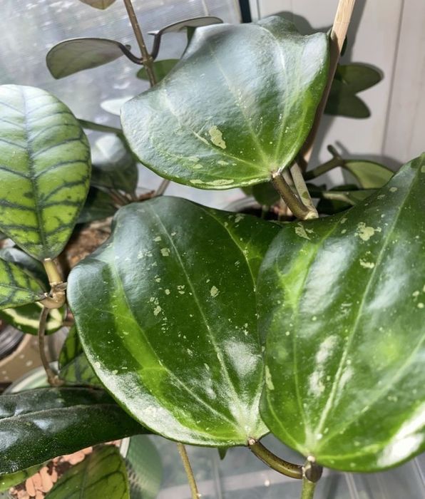 Вкорінені хойі Liza,Mathilda,,Lacunosa  та вн