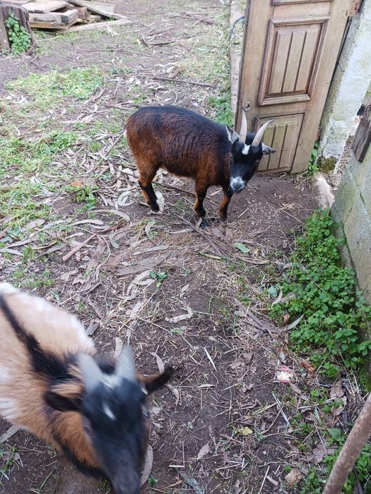 Vendo un chibo e 2 cabras anãs