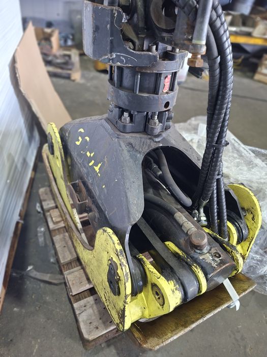 Pinca grifa florestal 043