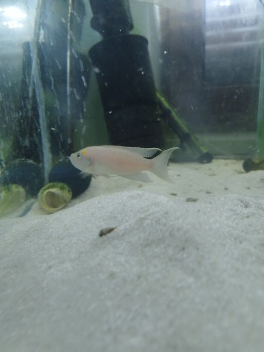 Neolamprologus calliurus