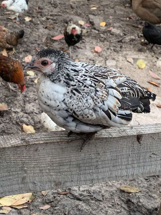 Декоративні кури Бентамки