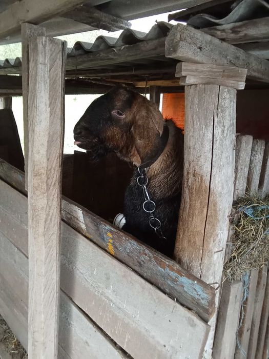 Цап англонубійської породи