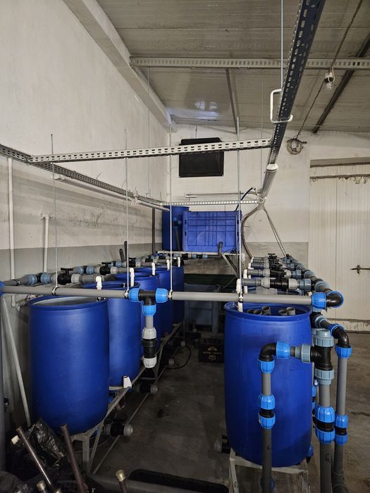 Układ do hodowli Ryb RAS, Sandacz, Sum, okoń, itp