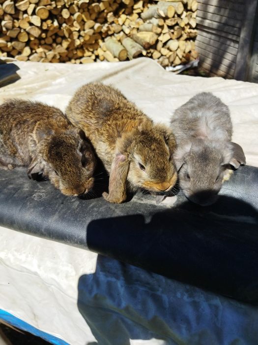 Króliki barany Francuskie w różnym wieku.