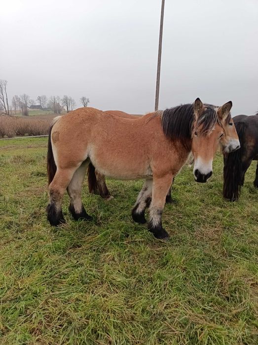Klacz 2 lata Arden Polski