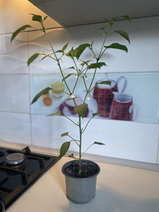 Острый перец оогонь Гірстрий перец вогник