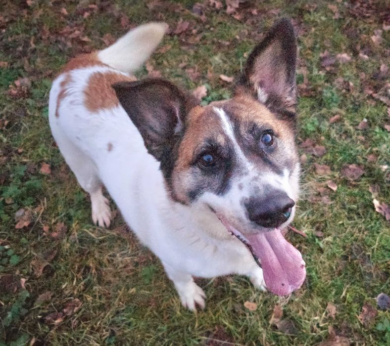 Admin- to już 5 lat w schronisku