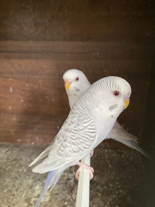 Tenho para venda periquitos novos prontos a criar