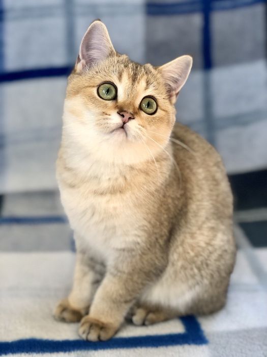 Чудова золота шиншилла. Купити в Київі в Україні. Розплідник.