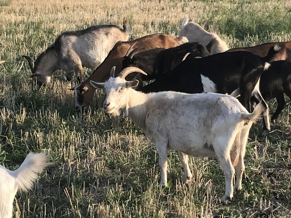 Продам козликов