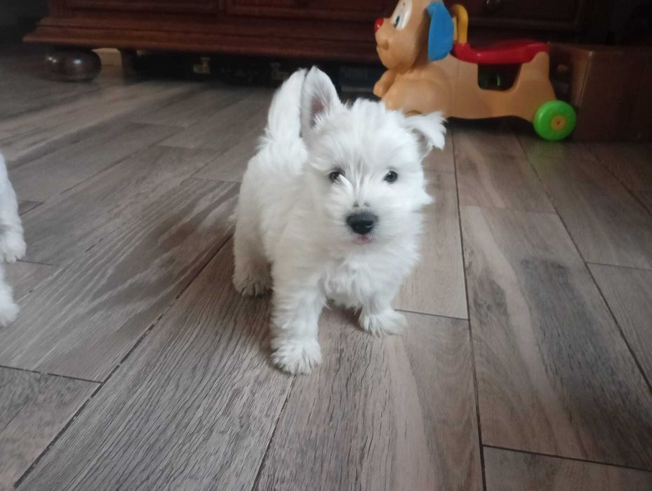 Szczeniaczek West Highland White Terrier (Westie)