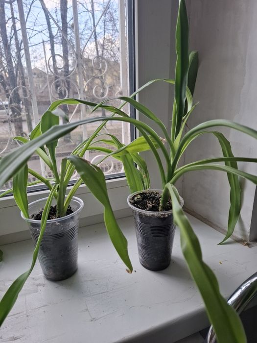 Обміняю молоду юку