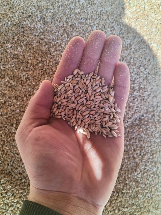 Sprzedam pszenżyto  Tadeusz