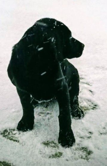 Pieski do oddania za darmo