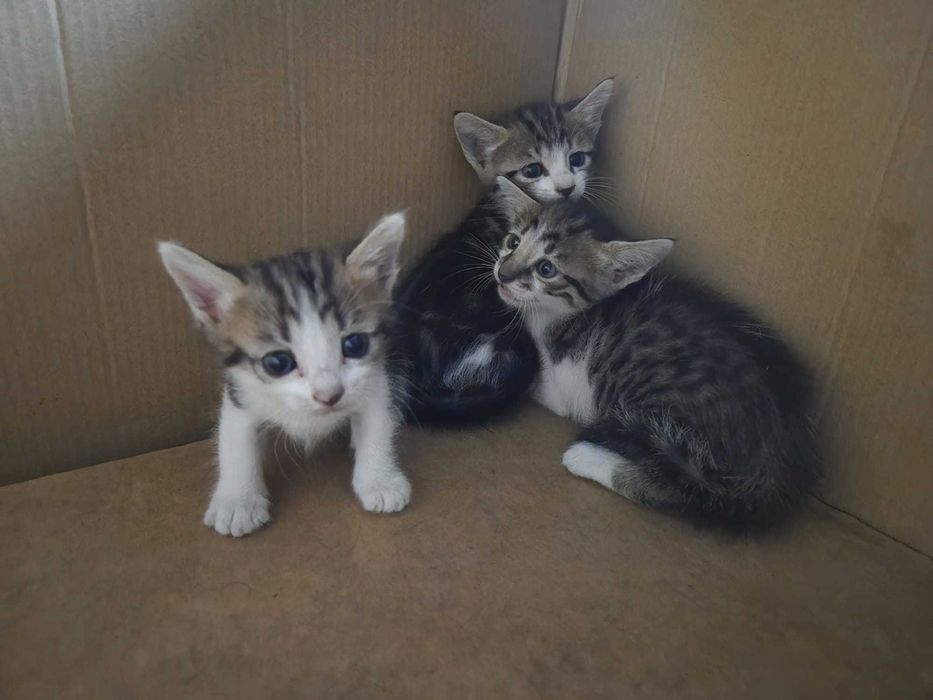Gatos para adoção