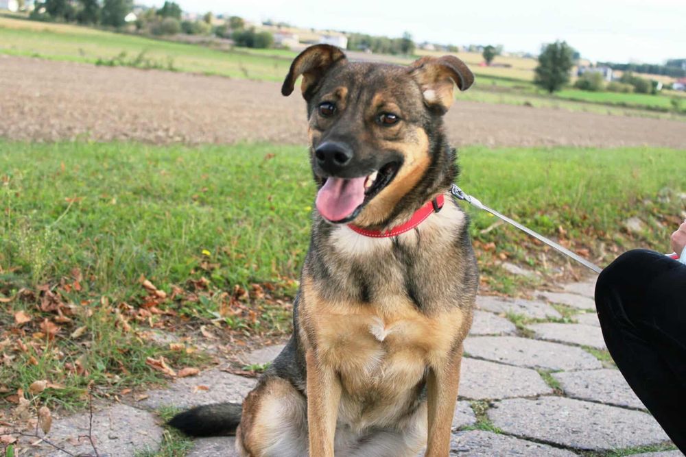 DO ADOPCJI – Kama szuka domu