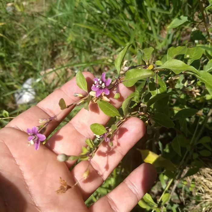 Goji Amarelo - Super alimento -  Planta de fruta viva