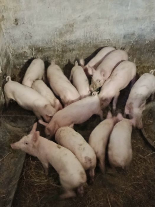Продам малі поросята