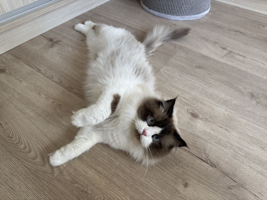 Kot rasy ragdoll