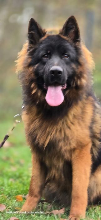 Pies Owczarek Niemiecki Długowłosy