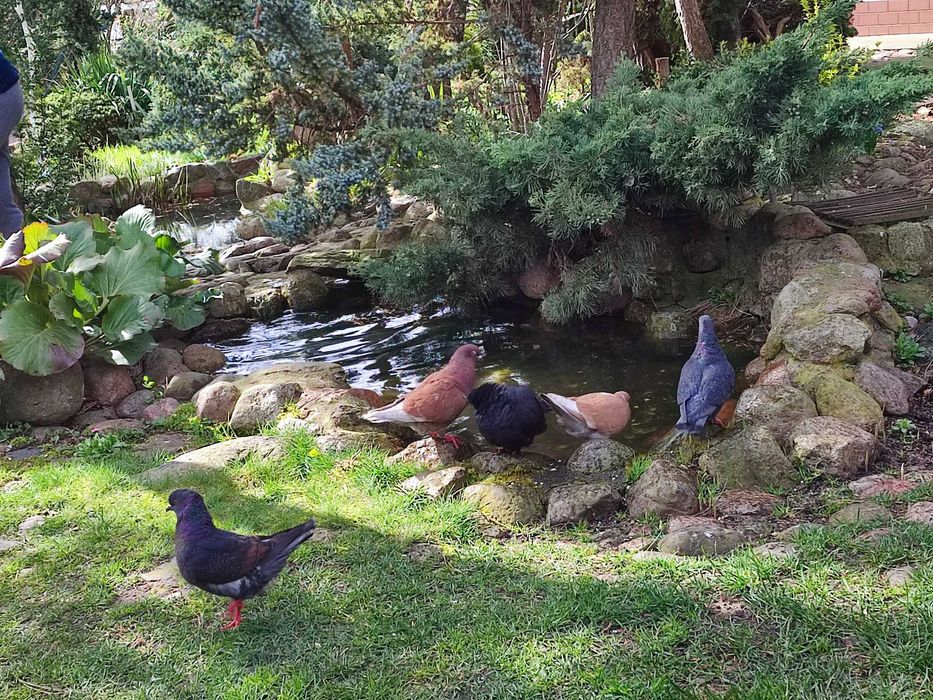 Gołębie kuraki modeńskie