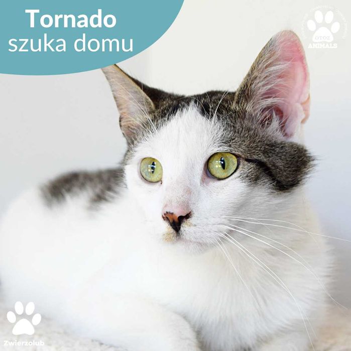 Cudowny kocurek Tornado do adopcji!