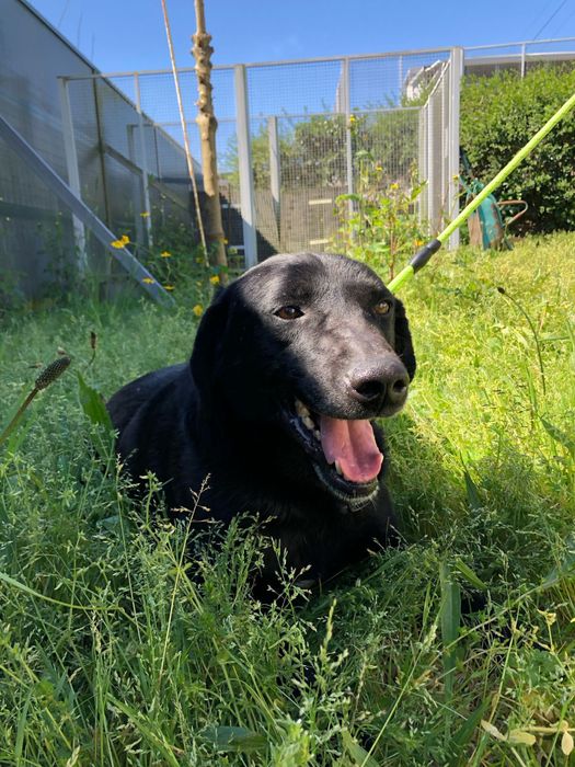 Nero - cão de porte grande