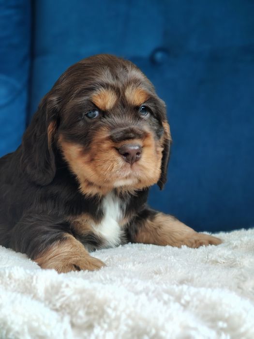 Cocker Spaniel Angielski