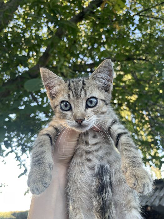 Котики безкоштовно