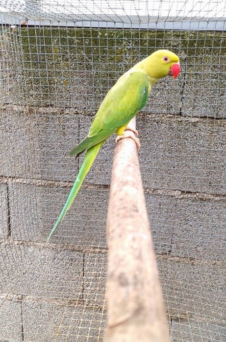 Fêmeas ring neck para criação