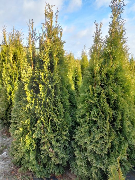 Tuja szmaragd 200-220cm