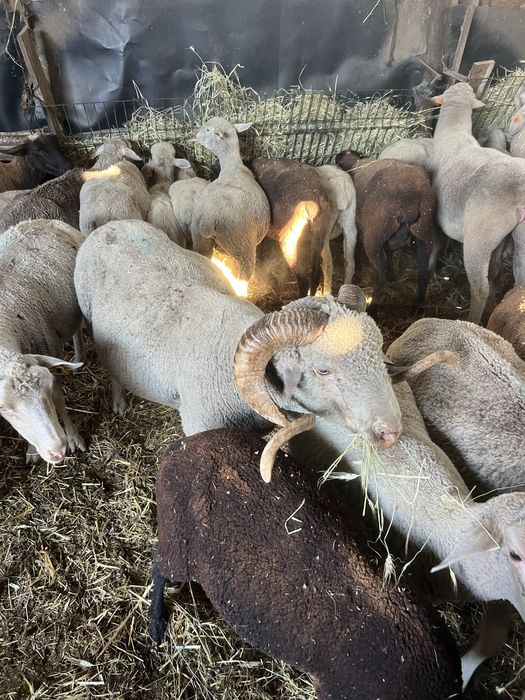Vende se carneiro merino precoce