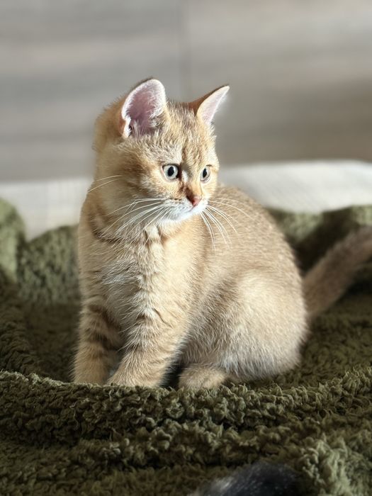 Scottish fold/stright Шотландські малята
