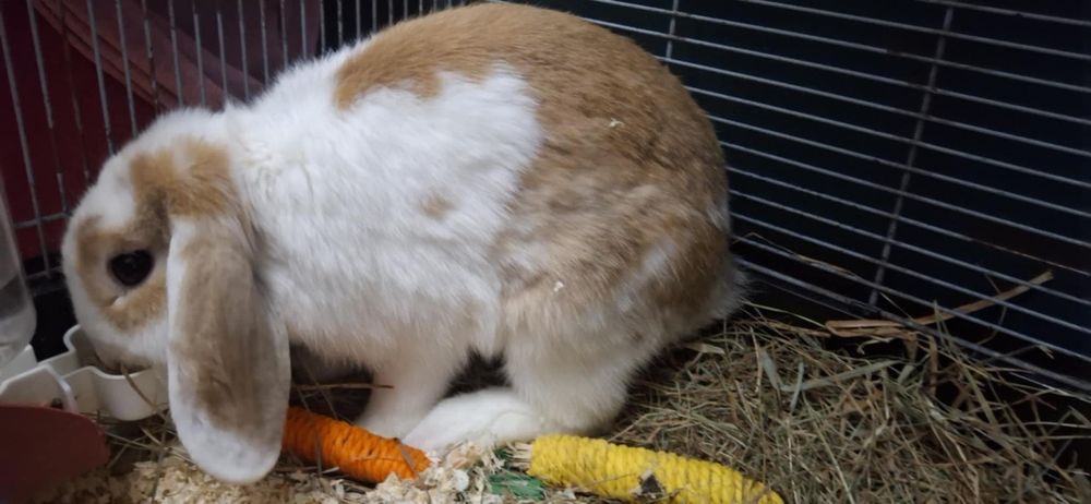 Królik baranek miniaturka