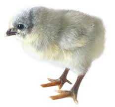 Яйце інкубційне Гріз Сенді